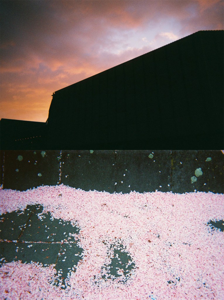 Madeleine Corcoran: Untitled diptych 3