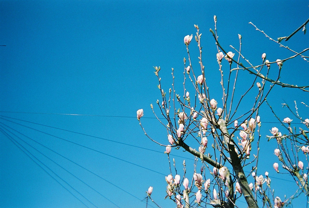 Madeleine Corcoran: ecstatic sweetness 1