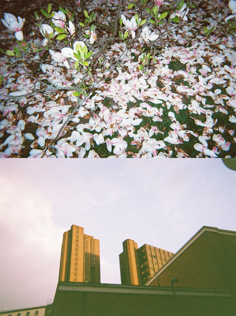 Madeleine Corcoran: untitled diptych 2