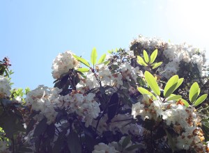Azaleas, Madeleine Corcoran