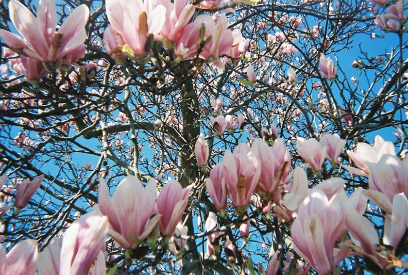 Magnolia Blossom, Madeleine Corcoran
