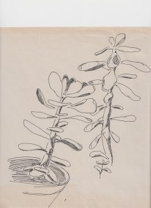 Money Plant, Madeleine Corcoran