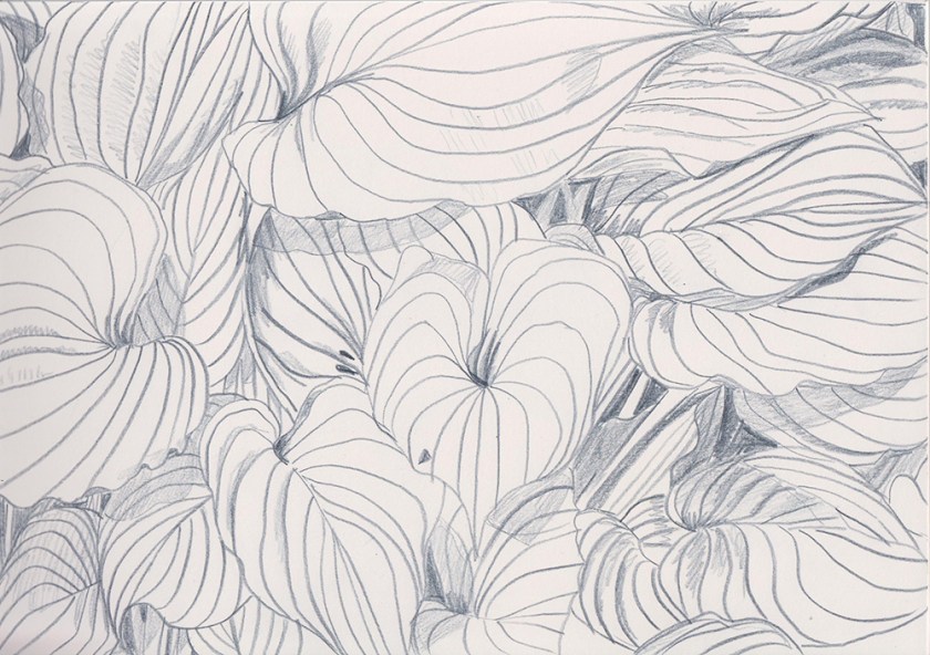 Leaf sketch, Madeleine Corcoran