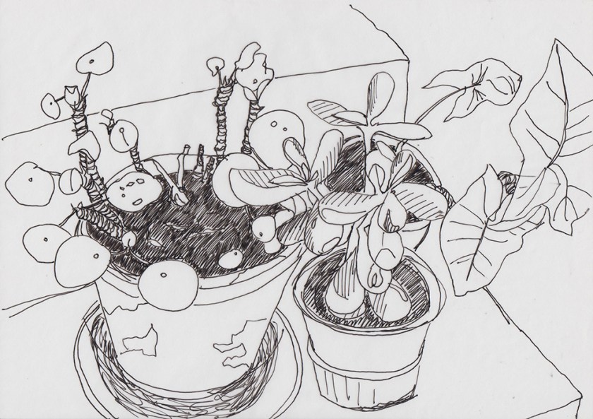 Pot plants on step, Madeleine Corcoran