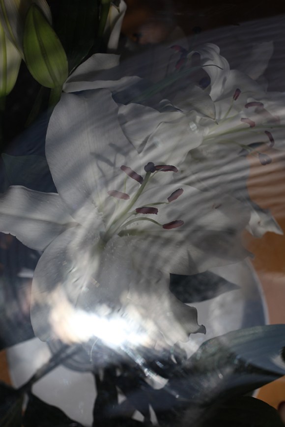 Lillies 1, Madeleine Corcoran